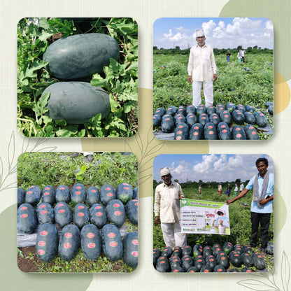 Watermelon Seeds Online | Dhartibeej