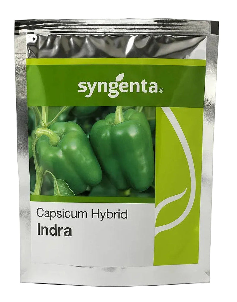 Capsicum Syn Indra Seeds for High Yield Farming | Dhartibeej