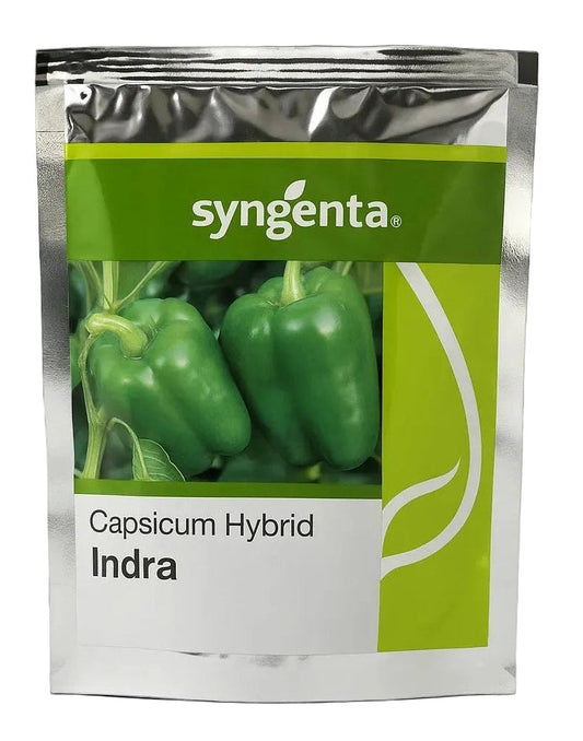 Capsicum Syn Indra Seeds for High Yield Farming | Dhartibeej