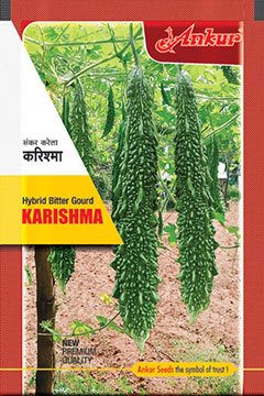 Buy Bitter Gourd Ankur Karishma Seeds Online in India – Dhartibeej
