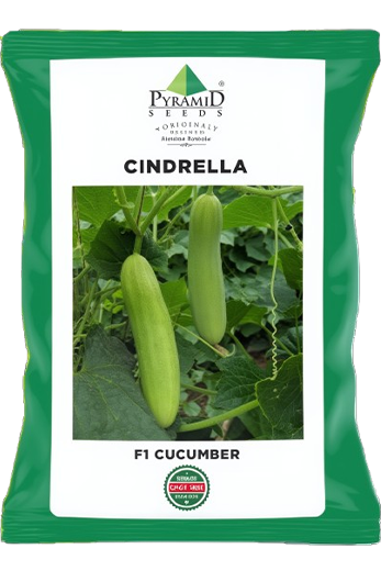 Buy Cucumber Namdeo Cindrella Seeds Online in India – Dhartibeej
