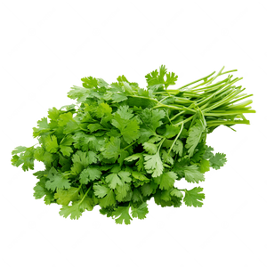 Coriander