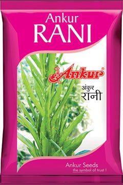 Buy Gaur Ankur Rani Seeds Online in India – Dhartibeej
