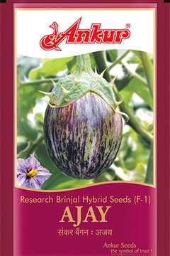 Buy Brinjal Ankur Ajay Seeds Online in India – Dhartibeej