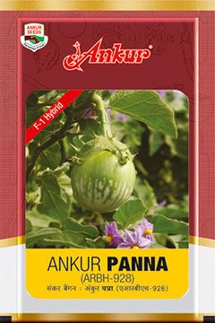 Brinjal Ankur Panna (Arbh-928) Seeds for High Yield Farming – Dhartibeej
