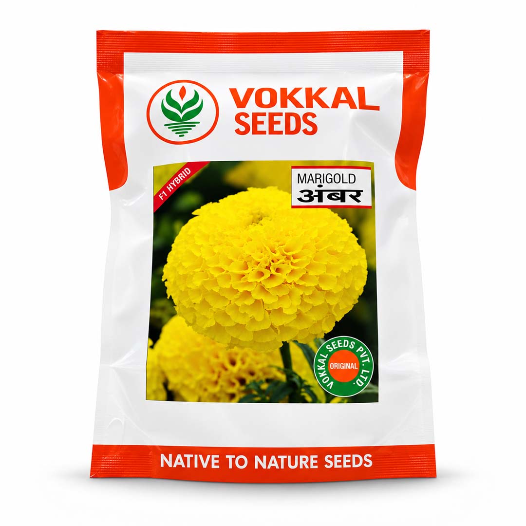 Marigold Yellow Vokkal Ambar