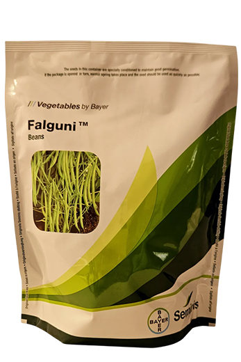 Beans Monsanto Falguni