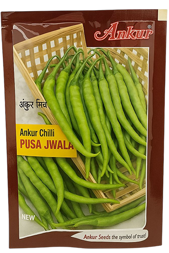 Chilli Ankur Pusa Jwala