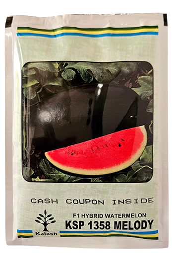 Watermelon Kalash 1358 Melody