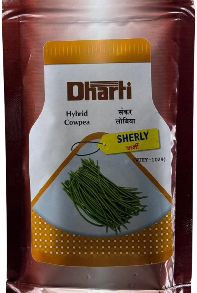 Cowpea Dharti Sherly